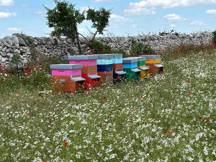 L'apiario in primavera