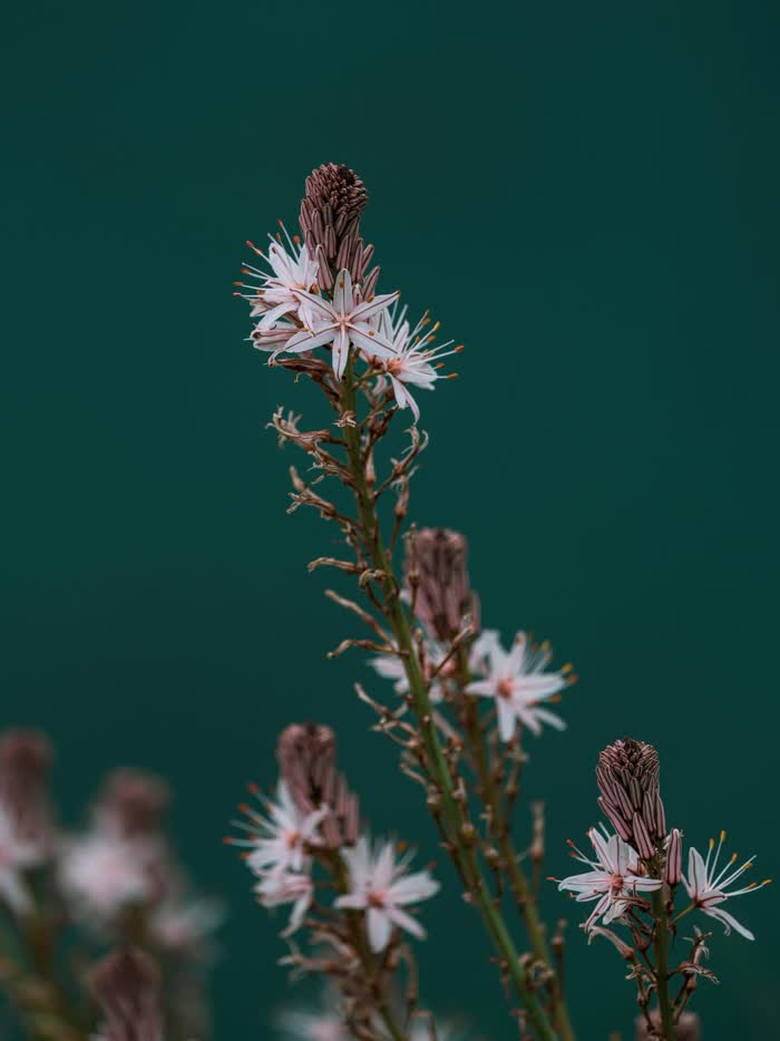 L'asfodelo in fiore sull'Alta Murgia