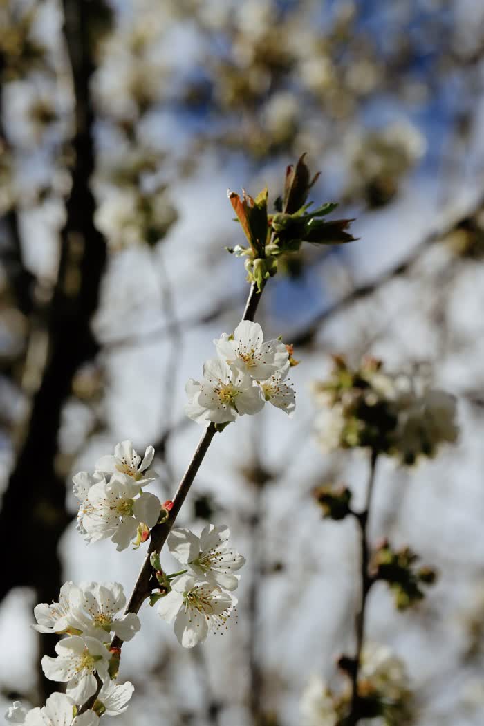 Fiore di ciliegio, Conversano