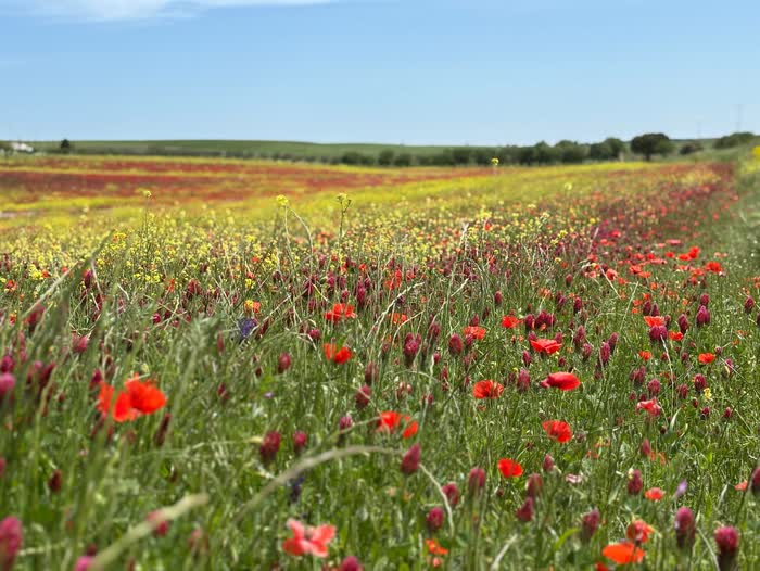 La collina di trifoglio in fiore